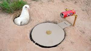 easy underground pigeon trap using