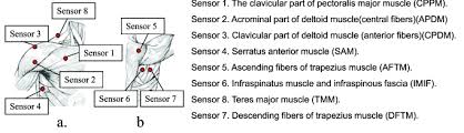 Placement Of Emg Sensors For This Study Download