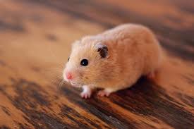 Give your hamsters their own space for the first week, and then begin cleaning the cage again. Hamster