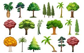 trees names list of 50 tree names in