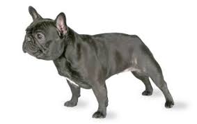 French Bulldog Dog Breed Information Pictures