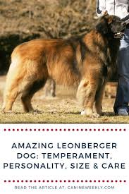 Leonberger Dog Temperament Size Care And Pictures