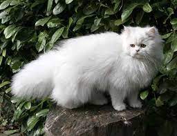 The life span of your persian cat is around 8 to 13 years if very healthy and gets its regular shots and deworming. Life Span Of Persian Doll Face