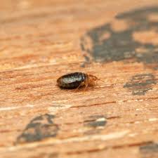 how to get rid of bed bugs according