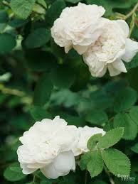 white climbing roses