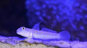 will-goby-jump-out-of-tank