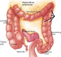 digestive system large intestine a p ii