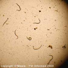 Fecal Float Parasite Pictures Gallery