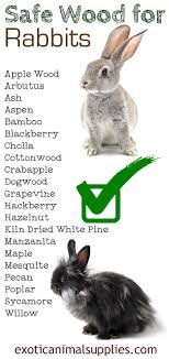 safe wood for rabbits for toys chews