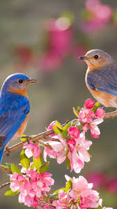 love birds beautiful nature