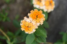35 Types Of Orange Flowers
