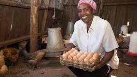 Chicken Farming in Kenya: How to start a profitable poultry ...