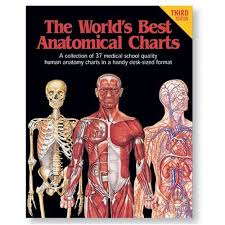 The Worlds Best Anatomical Charts By Anatomical Chart Company