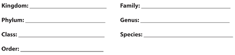 Kingdom Animalia Classifying Animals Mensa For Kids