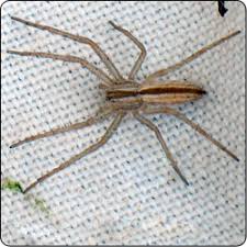Spiders Commonly Found In Gardens And Yards Susan Masta