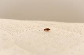 bed bugs survive in a washing machine