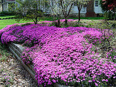 phlox creeping midwest gardening