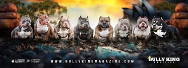 The Ultimate Dog Food Supplement Guide For Your American Bully