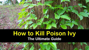 the ultimate guide to kill poison ivy
