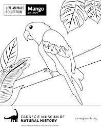 Use some of these items at home to do your family history with your family. Coloring Pages Carnegie Museum Of Natural History