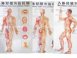The back muscles can be three types. Free Shipping Color Body Acupuncture Points Chart Meridian Points Chart Meridian Chart Three Side Front Back Chinese English Acupuncture Massage Acupuncture Points Neckacupuncture Cupping Aliexpress