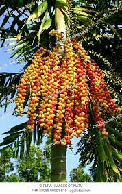 betel nut palm areca catechu fruits in