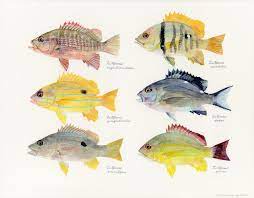 フエダイ属の幼魚たち Young snappers: uonofu 魚の譜