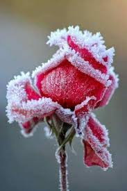 Resultado de imagen para rosa con nieve