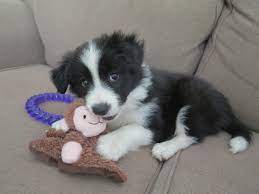 Borador border collie/labrador retriever mixed dog breed information, including pictures, characteristics, and facts. Our New Baby Girl Black And White Border Collie Puppy 3 Loves Her Little Monkey Trainpuppies Bordercollie Puppy Adoption Border Collie Puppies Cute Dogs