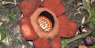 La rafflesia arnoldii è la pianta che sviluppa il fiore più grande del mondo, che può raggiungere anche i tre metri e mezzo di larghezza; Piante Rare E In Via Di Estinzioni