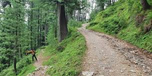 Course Marking of Galiyat Mountain Trail 60km Race...