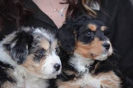 Cutest aussiedoodle puppies, reputable aussie doodle breeders raising mini standard or toy size, tri color blue and red merle. Best Aussiedoodles