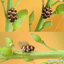 varied carpet beetle