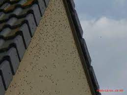 invasion de mouches sur notre façade de