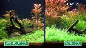 plant aquarium in fast motion with or