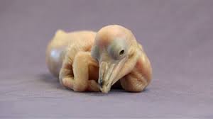 Image result for pelican chick