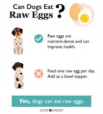 raw egg to dog food