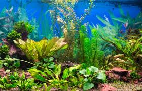 aquarium background images