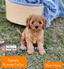 toy poodle in new south wales pets