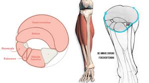 The soleus is the smaller of the two and is located lower down and lies underneath the gastrocnemius. How To Draw The Lower Leg Anatomy For Artists Proko