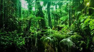 Macox, linux, windows, android, ios and many others. 100 Stunning Rainforest Pictures Hd Download Free Images On Unsplash
