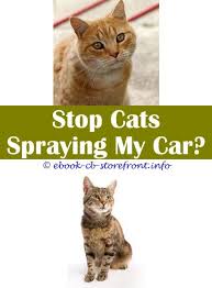 What does it smell like when a female cat sprays? Pin En Cat Spray Repellant