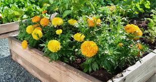 Rock A Raised Bed Garden Arizona Style