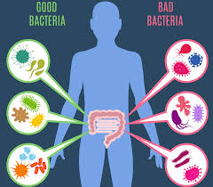 腸内フローラで健康管理ができる？最新研究から読み解く腸内細菌の機能と可能性【MYCODEセミナーレポート】 |  遺伝子検査・DNA検査のMYCODE（マイコード）