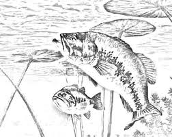 Northern pike muskellunge trophy technology fish angling, fish, animals, angling, placekicker png. 34 Best Bass Fish Coloring Pages Ideas Coloring Pages Fish Coloring Page Fish
