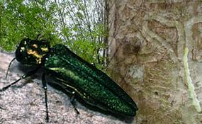 Minnesota Coalition Working To Slow The Spread Of Emerald Ash Borer