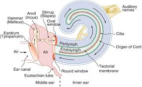 Image result for MECHANISM OF HEARING