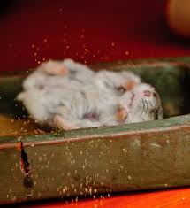 Do Hamsters Need Sand Baths