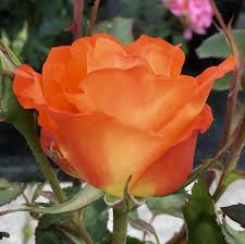 Rosa France Libre arancio - Vittori Vivai Forlì Cesena