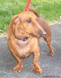 Dachshund Dog Breed Information And Pictures